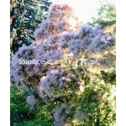 krzewy Perukowiec Kanari zielony K31