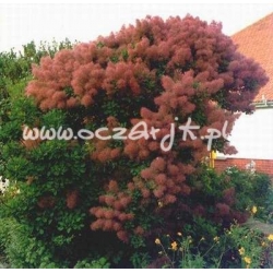 krzewy Perukowiec Kanari zielony K31