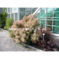 krzewy Perukowiec Kanari zielony K31