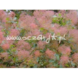 krzewy Perukowiec Kanari zielony K31