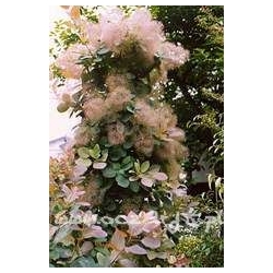 krzewy Perukowiec Kanari zielony K31