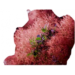 krzewy Perukowiec czerwony K76