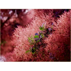 krzewy Perukowiec czerwony K76