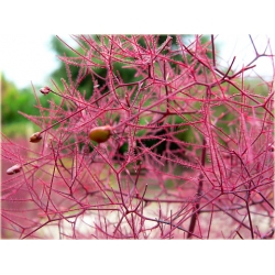 krzewy Perukowiec czerwony K76