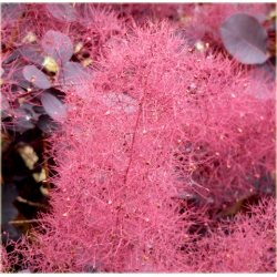 krzewy Perukowiec czerwony K76