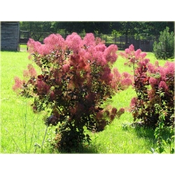 krzewy Perukowiec czerwony K76