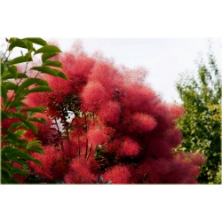 krzewy Perukowiec czerwony K76