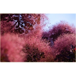 krzewy Perukowiec czerwony K76