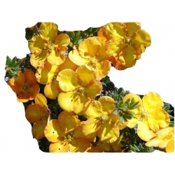 krzewy Pięciornik krzewiasty Annette K80