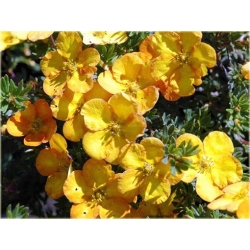 krzewy Pięciornik krzewiasty Annette K80