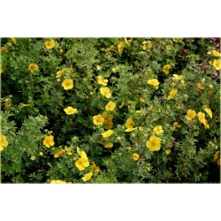 krzewy Pięciornik krzewiasty Annette K80