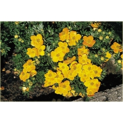 krzewy Pięciornik krzewiasty Annette K80