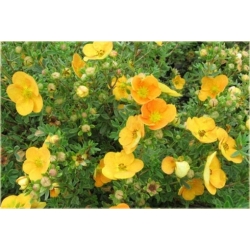 krzewy Pięciornik krzewiasty Annette K80