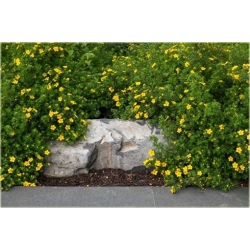 krzewy Pięciornik krzewiasty Annette K80