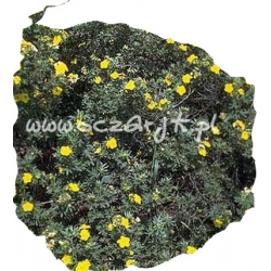 krzewy Pięciornik krzewiasty Boley Gold K57