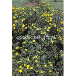 krzewy Pięciornik krzewiasty Boley Gold K57