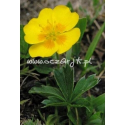 krzewy Pięciornik krzewiasty Boley Gold K57