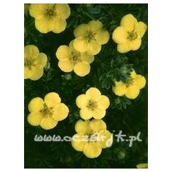 krzewy Pięciornik krzewiasty Boley Gold K57