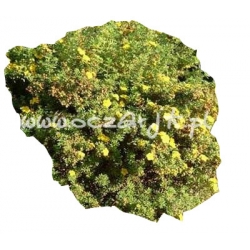 krzewy Pięciornik krzewiasty Goldstar K55