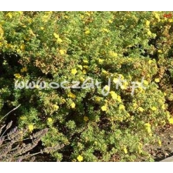 krzewy Pięciornik krzewiasty Goldstar K55