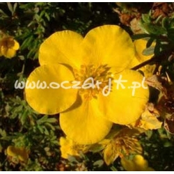 krzewy Pięciornik krzewiasty Goldstar K55