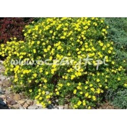 krzewy Pięciornik krzewiasty Goldstar K55