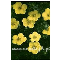 krzewy Pięciornik krzewiasty Goldstar K55