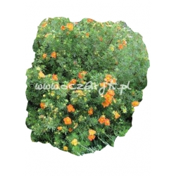 krzewy Pięciornik krzewiasty Red Ace K56