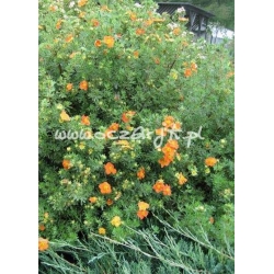 krzewy Pięciornik krzewiasty Red Ace K56