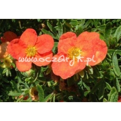 krzewy Pięciornik krzewiasty Red Ace K56