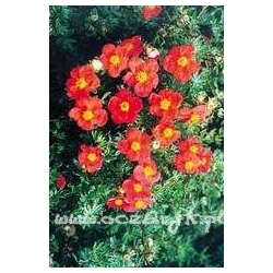 krzewy Pięciornik krzewiasty Red Ace K56