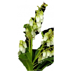 krzewy Pieris japoński Debutante K204