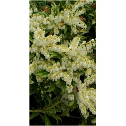 krzewy Pieris japoński Debutante K204