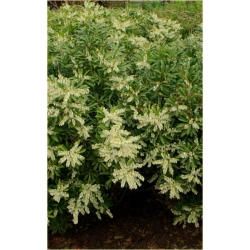 krzewy Pieris japoński Debutante K204