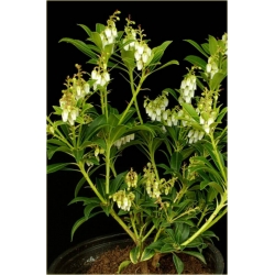 krzewy Pieris japoński Debutante K204