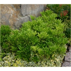 krzewy Pieris japoński Debutante K204