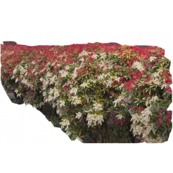 krzewy Pieris japoński Mountain Fire K211