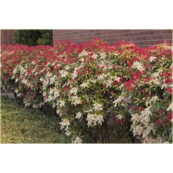 krzewy Pieris japoński Mountain Fire K211