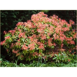 krzewy Pieris japoński Mountain Fire K211