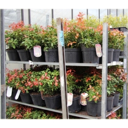 krzewy Pieris japoński Mountain Fire K211