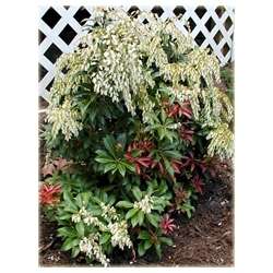 krzewy Pieris japoński Mountain Fire K211