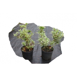 krzewy Pieris japoński Variegata K212