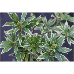 krzewy Pieris japoński Variegata K212