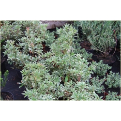 krzewy Pieris japoński Variegata K212