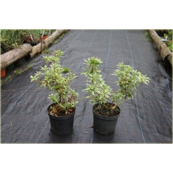 krzewy Pieris japoński Variegata K212