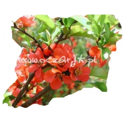 krzewy Pigwowiec japoński K28