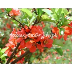 krzewy Pigwowiec japoński K28