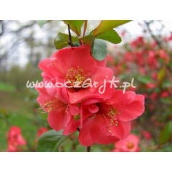 krzewy Pigwowiec japoński K28