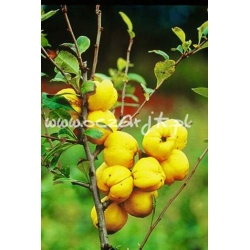 krzewy Pigwowiec japoński K28