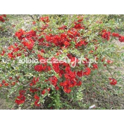 krzewy Pigwowiec japoński K28